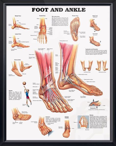 Foot And Ankle Chart 20x26 Ankle Anatomy Muscle Anatomy Foot Anatomy