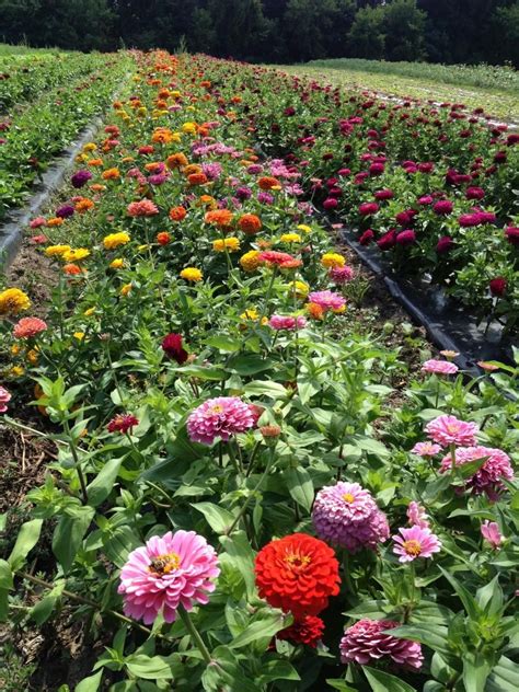 Field Of Zinnias Long Shot Your Easy Garden With Images Easy