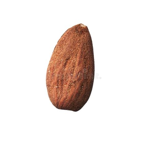 Single Almond Isolated Over White Background Stock Image Image Of