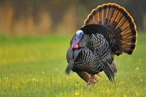 Official web sites of turkey, links and information on turkey's art, culture, geography, history, travel turkey. A chorus of color: Amazing birds on public lands | U.S ...