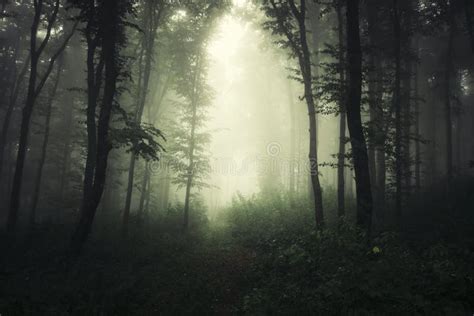 81323 Dark Woods Stock Photos Free And Royalty Free Stock Photos From