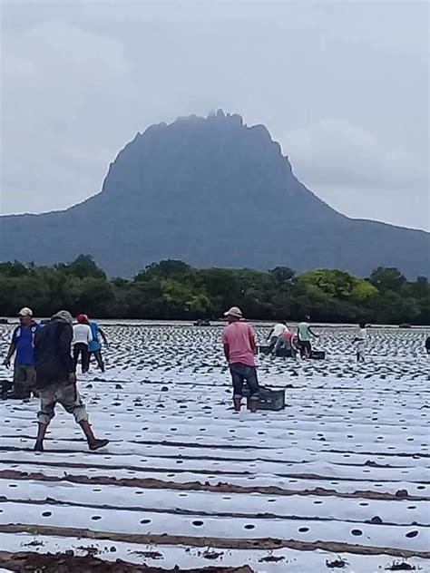 Niñas y niños desde 43 días de nacidos a 12 años ubicación de los diferentes cecudi dentro del estado de tamaulipas calle moctezuma entre emiliano zapata y 16 de septiembre col. Inicia plantación de Chile » Centro Noticias Tamaulipas