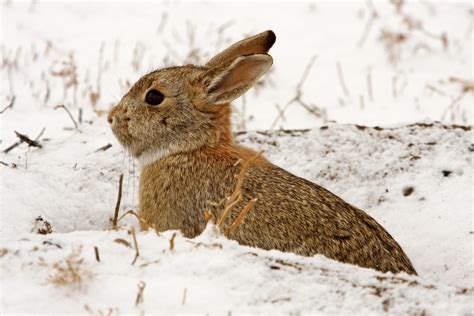 Snow Bunny Cottontail Rabbits Are A Frequent Sight At Rock Flickr