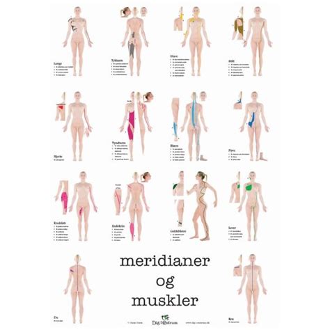 Meridianer Muskler Kvinde