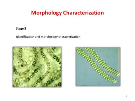 Morphology Of Micro Algae Ad Permanent Slide Preparation Of Micro Alg