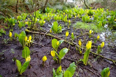 28 western skunk cabbage premium high res photos. File:Skunk-cabbage, Regatta Grounds Park, Lincoln City.jpg ...