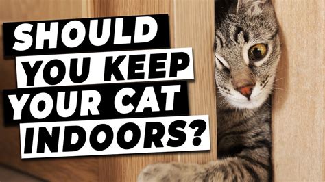 Should You Keep Your Cat Indoors Tips From A Vet Youtube