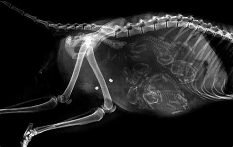 An X Ray Shows The Skeleton Of A Dog