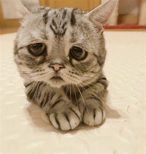 Meet Luhu The Saddest Cat In The World Catlov