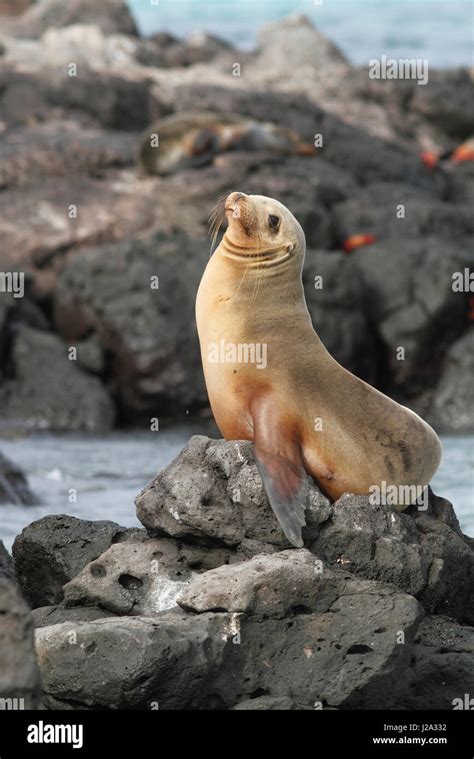 Galapagos Sea Lion Zalophus Wollebaeki On The Rocky Coast Of The