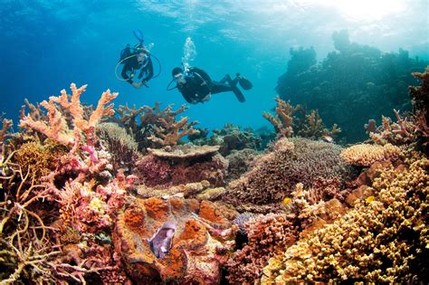 Great barrier reef, cairns, qld. 在大堡礁（Great Barrier Reef）必做的 10 件事 - Aussie Specialist ...