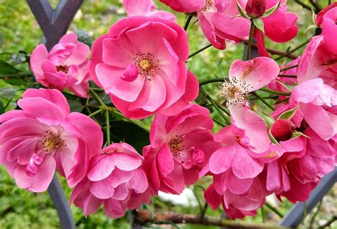 Fiori Rose Rosa Fiore · Foto Gratis Su Pixabay