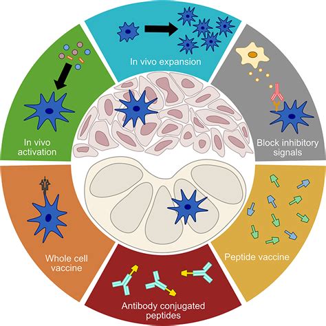 Frontiers Dendritic Cells And Their Role In Immunotherapy