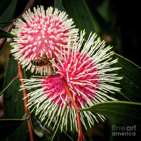 Two Hakea Laurina Flowers With Bee Western Australia Photograph By
