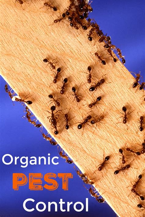Bug zapper pest control provides premium pest control services throughout oregon. Organic Pest Control: A Guide for Protecting Your Home and ...