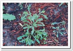 Established lawns generally need only nitrogen (which is the first number on the fertilizer bag). The Weeds of Oklahoma | Nutri-Green