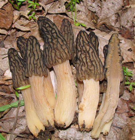 Black Morel Mushrooms - All Mushroom Info