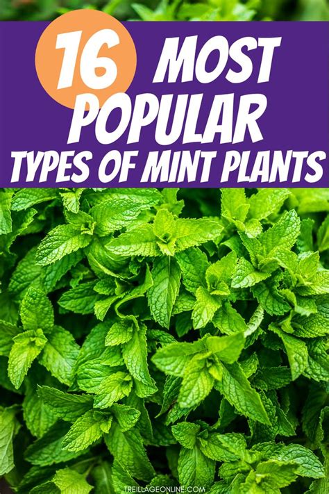 16 Most Popular Types Of Mint Plants In 2021 Types Of Mint Plants