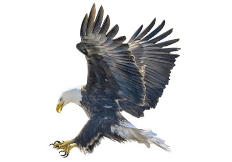 Premium Vector Bald Eagle Swoop Hand Draw And Paint Color On White