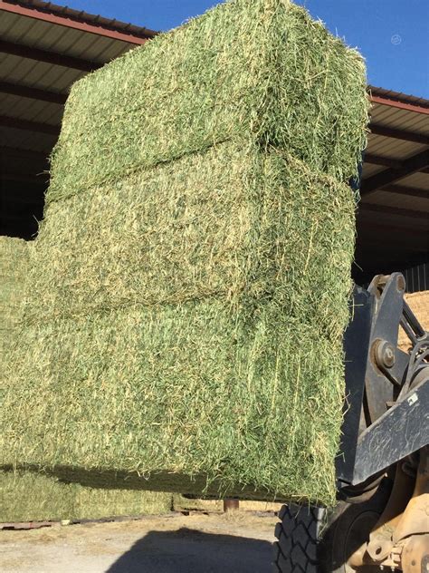 600 Bales Large Square Alfalfa For Sale In De Leon Texas
