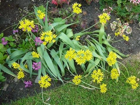 Loosen the soil around each bulb and pull or dig it up carefully. Growing Ornamental Onions - Alliums | Gardeners Tips