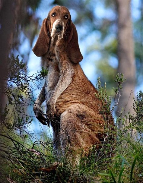 What Does A Kangaroodog Hybrid Look Like Quora