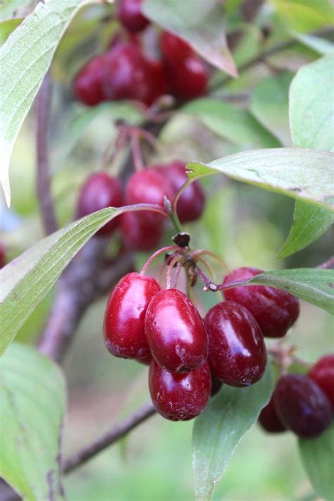 Edible parts of cherry laurel: Growing & Using Cornelian Cherry | Edible garden, Fruit ...