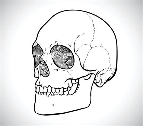Skeleton Line Drawing Of Human Head 2267864 Vector Art At Vecteezy