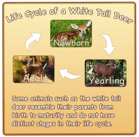 White Tail Deer Life Cycle Rosa A Rosas