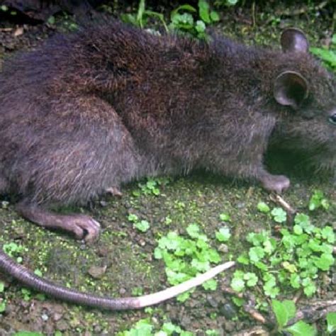 Music grade 7 music of lowlands of luzon. (PDF) Biology and management of rodent communities in ...