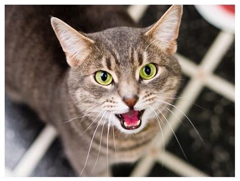 Gambar tersebut bisa anda unduh langsung, caranya silahkan klik pada gambar. 33++ Gambar Kucing Kawin Keren - Gambar Sangat Keren
