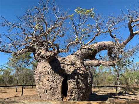 Boab Prison Tree Broome And The Kimberley