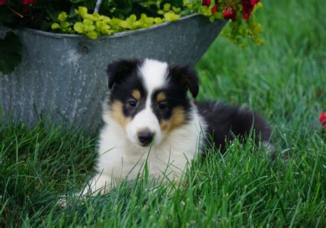 Collie Lassie Ac Puppies Llc