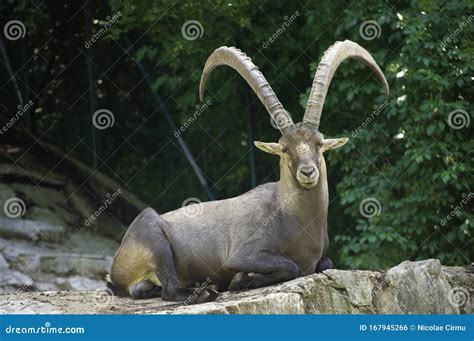 Bighorn Sheep Resting On A Cliff Stock Photo Image Of Wilderness