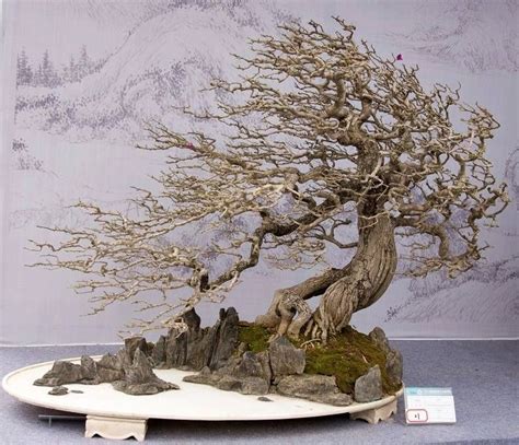 Fantastic Windswept Style Bonsai 50th Anniversary Of Bonsai Club