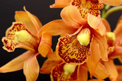 Orchids Treasures Of The Vietnamese Jungle International Women S Association Of Prague