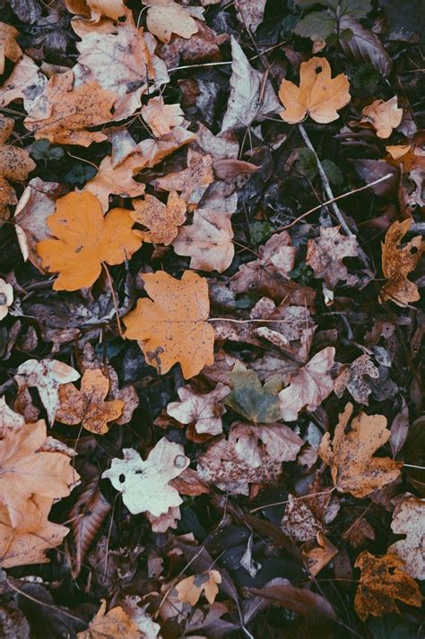 Autumn iphone wallpapers discovered by manar gamal. Aesthetic Autumn Wallpapers - Wallpaper Cave