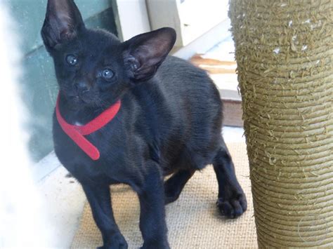 Red collar pet foods serves customers in the united states. pet/Red Collar - 092
