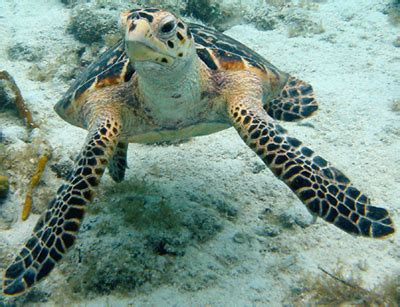 The hawksbill is a smaller sea turtle with a narrow head and 2 pairs of prefrontal scales in front of its eyes. Hawksbill Turtle, Deep sea Turtle, Ocean Animals, Sea Monsters, Sea habitat, Sea Animals