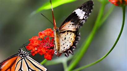 Background Butterfly Desktop Wallpapers Butterflies Animal Backgrounds