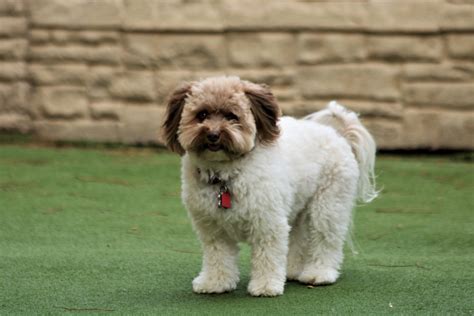Pomapoo History Temperament Care Training Feeding And Pictures