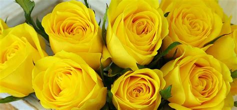 Top 10 Most Beautiful Yellow Roses Yellow Roses Rose Beautiful Flowers