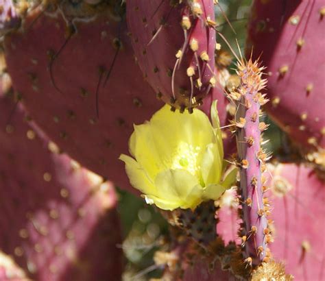 Diy network showcases how to get a holiday cactus to bloom, including tips for thanksgiving cactus and christmas cactus. Travels with a Muse: Cracker Barrel and Cacti in theSunset ...