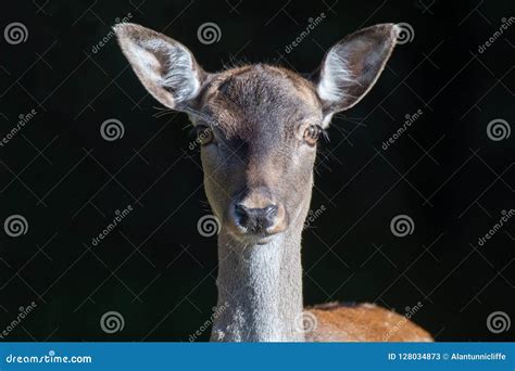 Very Close Image Of A Female Deer Looking Forward Stock Image Image