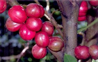 Awalnya, tanaman mahkota dewa hanya digunakan sebagai hiasan atau tanaman yang dibiarkan tumbuh begitu saja. POKOK BUAH MAHKOTA DEWA ~ BUAH MAHKOTA DEWA