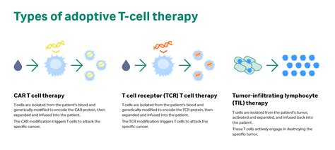 T Cells Cancer Immunotherapy Cytiva