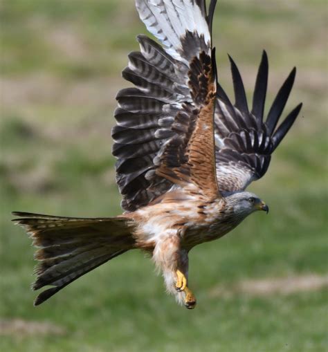 The Wonderful Red Kite Photographed At Gigrin Farm In Mid Wales