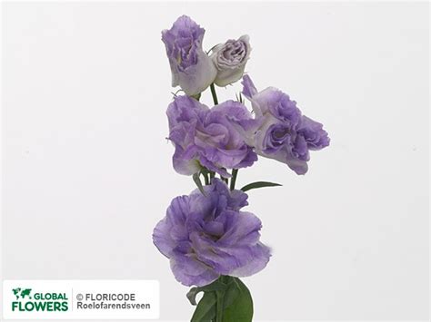 Photo Eustoma Russellianum Gevuldbloemig Bolero Blue Blush Global