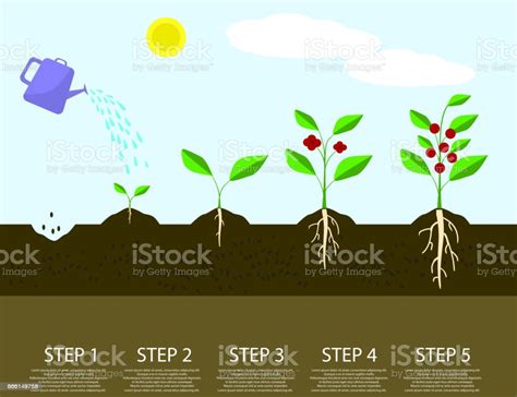Different Steps Of Growing Plants Planting Tree Process Infographic