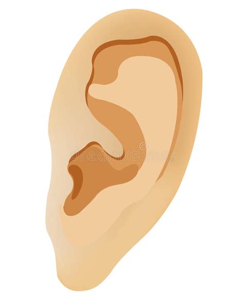 Human Ear Stock Vector Illustration Of Hearing Sense 14143470